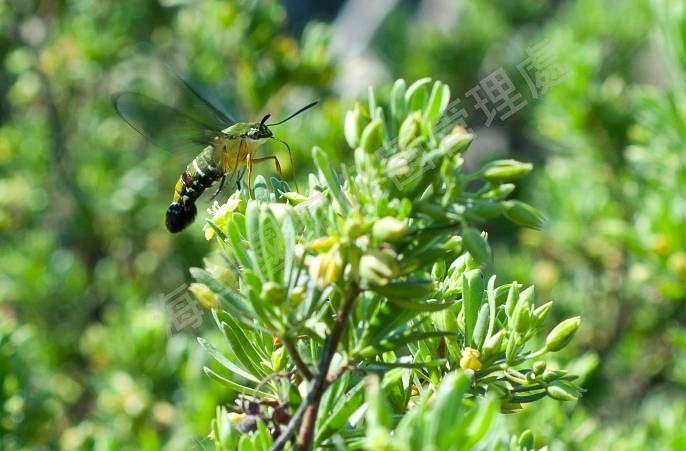 海人樹不間斷地開花為昆蟲持續提供蜜源