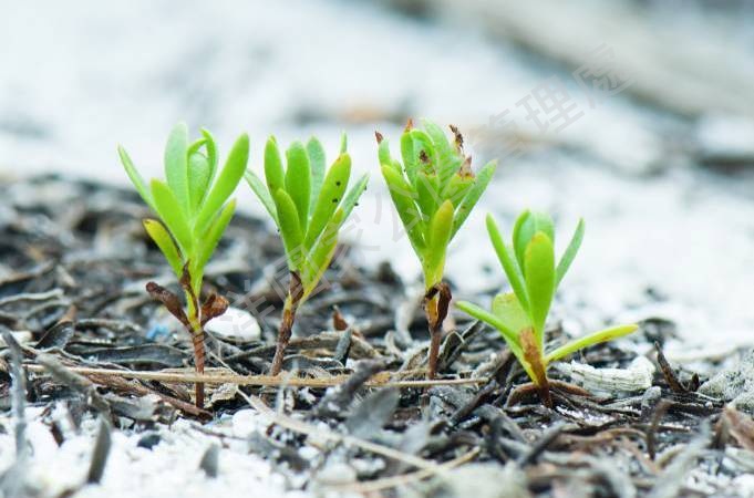 沙地上的海人樹幼苗