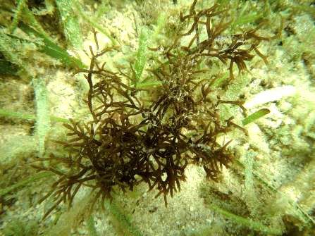 紅藻-可食龍鬚菜，東沙島週邊海域常見種