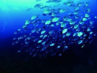 魚類資源並非永遠浩瀚無窮，建立正確的海洋指標，才能永續海洋生態