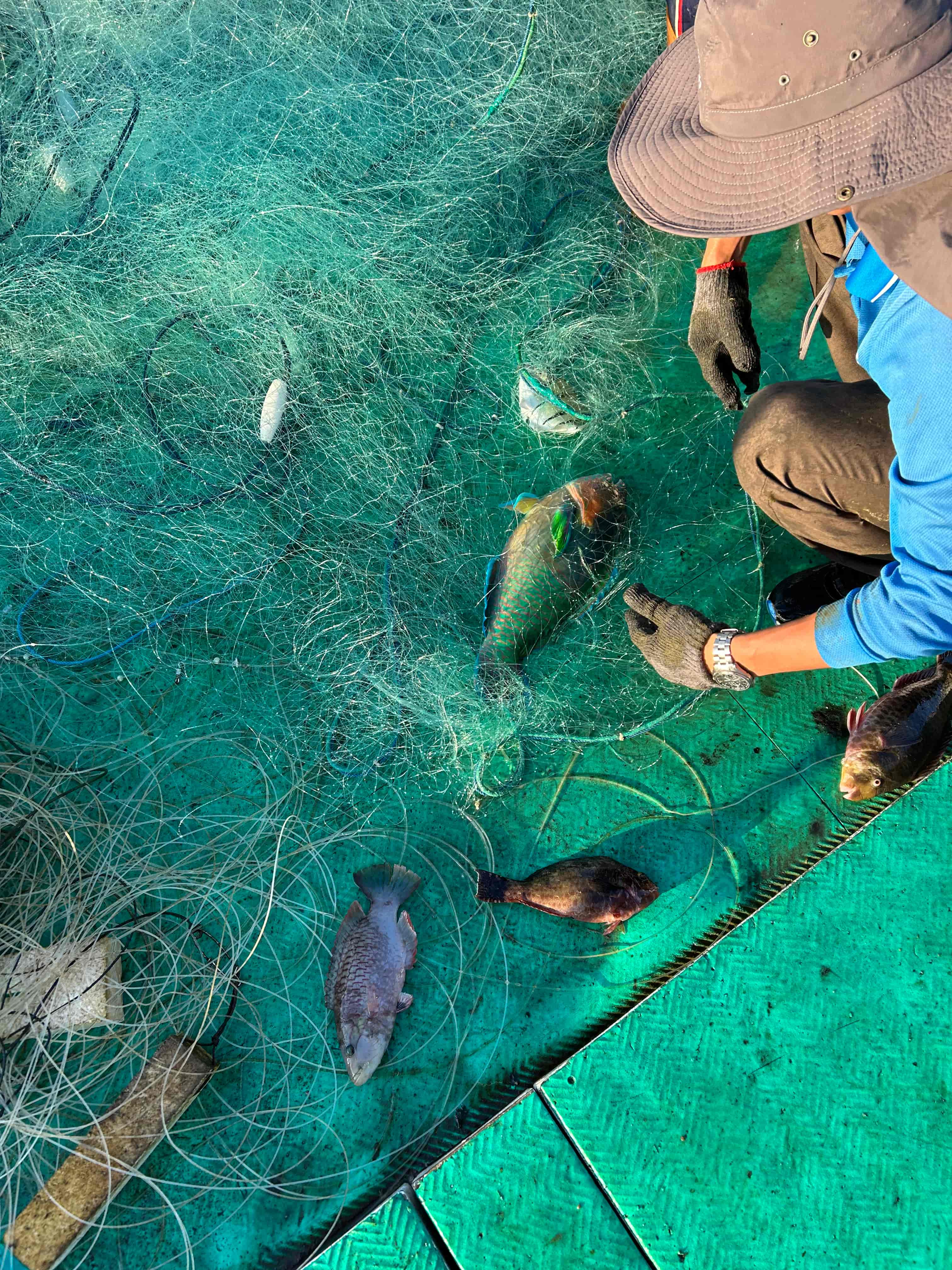 受困刺網之魚類